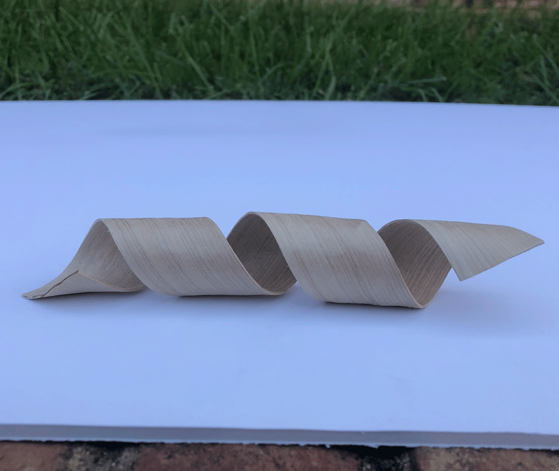 A twisted strong wood formed via the water shock process