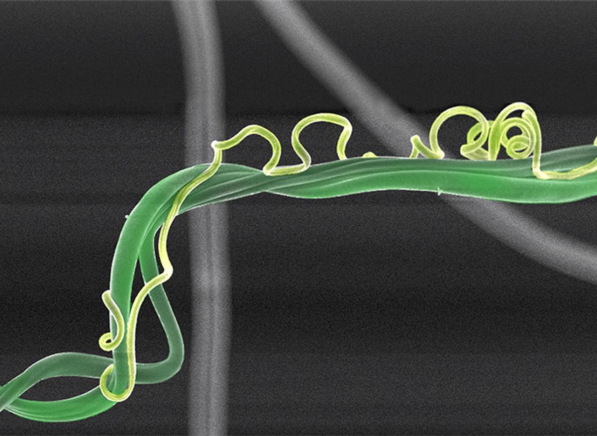 Nano-tendrils showing the coiling and perversion in natural plants - Shiling Dong | Oxford University