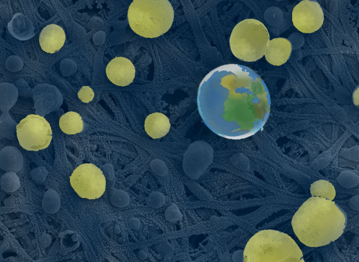 Nano-earth on a fibre mech with the naissance of nano-plantes - Shiling Dong | Oxford University