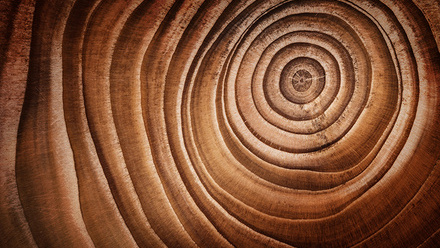 shutterstock_773237332 Wood natural woodcross section.jpg