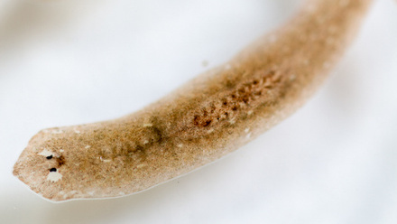 Flatworm image2_edited.jpg