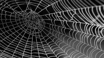 Spider web.jpg