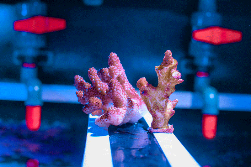 IOM3 Restoring coral reefs with printing